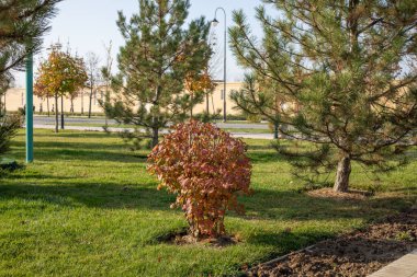 Sonbahar mevsimi bitkiler ve ağaçlar