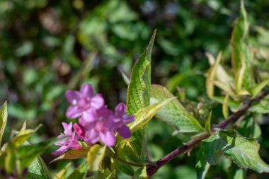 Shakhrisabz 'da farklı renklerde güzel bir sonbahar.