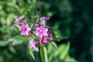 Shakhrisabz 'da farklı renklerde güzel bir sonbahar.