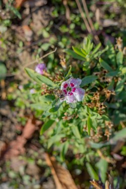 Shakhrisabz 'da farklı renklerde güzel bir sonbahar.