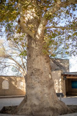 Tarihi bir camide antik bir uçak ağacı.