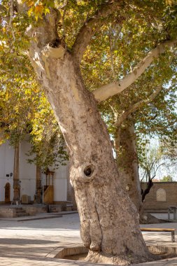 Timur 'un diktiği eski uçak ağacı.