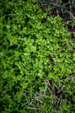 Hayatın güzel işareti - yeşil çimen 2