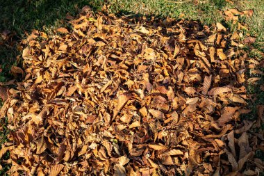 Sonbaharda düşen yapraklar