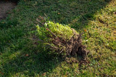 Parktaki bir bitkinin parçası.