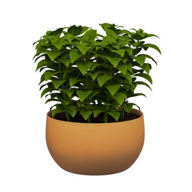 ev dekoratif bitkiler birden fazla stilde arka plan yok, güzel varlıklar, çiçek ve bitkiler yok