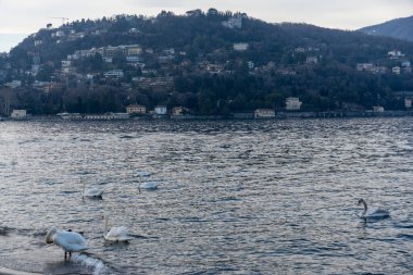 Bir grup kuğu şehrin yakınındaki bir gölde yüzüyorlar. Su sakin ve kuğular göle saçılmış.