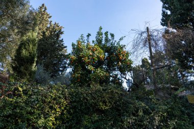 Üzerinde portakal olan bir ağaç bir ormanın ortasındadır. Gökyüzü açık ve mavi