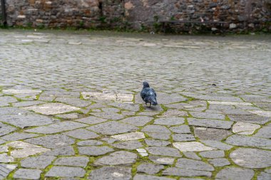 Bir güvercin kaldırım taşı caddesinde yürüyor. Kuş küçük ve siyahtır. Sokak boş ve sessiz.