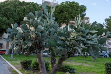 Yeşil yaprakları ve kahverengi gövdesi olan bir ağaç bir parkta. Ağaç çimenler ve çalılarla çevrili.