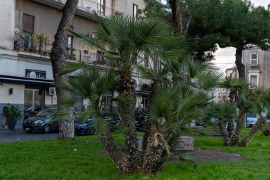 Bir binanın yanındaki parkta bir palmiye ağacı var. Palmiye ağacı diğer palmiye ağaçları ve birkaç diğer bitkiyle çevrilidir. Arka planda park etmiş arabalar var, ve bir kişi yürüyor.