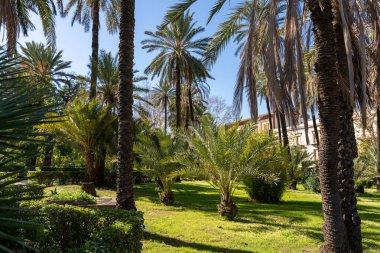 Palmiye ağaçları ve bankı olan yemyeşil bir park. Park yeşilliklerle dolu ve huzurlu bir atmosferi var.