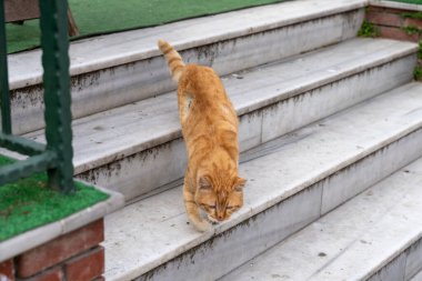 Bir kedi merdivenlerden yukarı çıkıyor. Kedi turuncu ve uzun bir kuyruğu var.