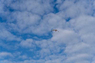 Bulutlu mavi gökyüzünde bir kuş uçar. Gökyüzü çoğunlukla açık ve birkaç bulut etrafa saçılmış.
