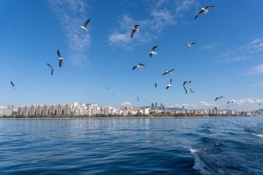 Bir şehir silueti üzerinde uçan bir martı sürüsü. Gökyüzü açık ve mavi, ve su sakin