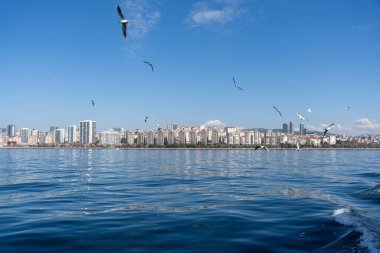 Bir martı sürüsü şehrin silueti üzerinde uçuyor. Gökyüzü açık ve su sakin.
