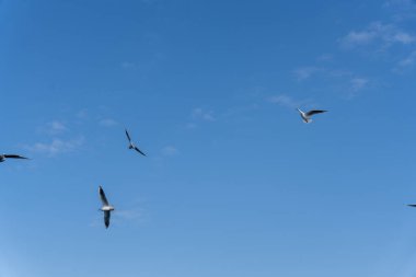 Gökyüzünde uçan bir kuş sürüsü. Kuşlar farklı pozisyonlarda ve farklı yönlere uçuyorlar. Gökyüzü açık ve mavi, görünürde bulut yok.