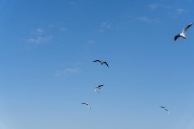 Gökyüzünde uçan bir martı sürüsü. Kuşlar gökyüzüne dağılmış, bazıları daha yükseğe, bazıları da yere daha yakın uçuyor. Mavi gökyüzü kuşlar için güzel bir zemin sağlar.