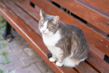 Bir kedi ahşap bir bankta oturuyor. Bank kahverengidir ve ahşap bir çerçeveye sahiptir. Kedi kameraya bakıyor.