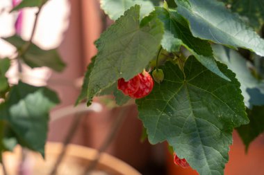 Üzerinde küçük kırmızı bir meyve olan kırmızı ve yeşil yapraklı bir bitki.