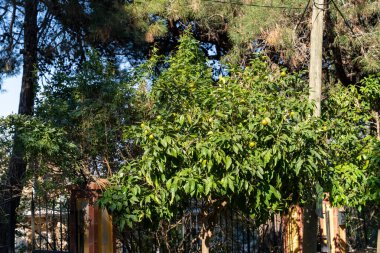 Çitin yanında yeşil yapraklı bir ağaç büyüyor. Çit metalden yapılmıştır ve evin yakınındadır.