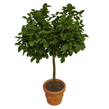 Beyaz ördek oyuncağı, arka plan oyuncağı yok..