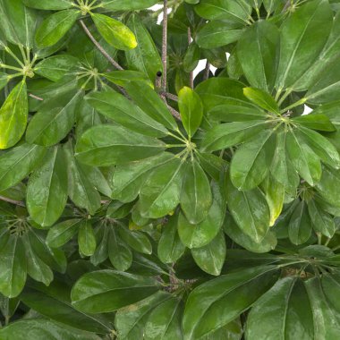 Beyaz ördek oyuncağı, arka plan oyuncağı yok..