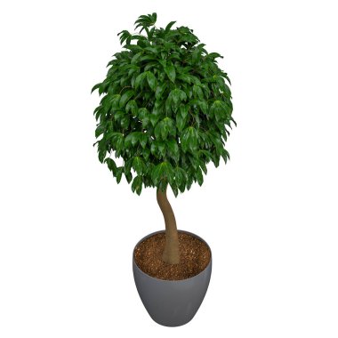 Beyaz ördek oyuncağı, arka plan oyuncağı yok..