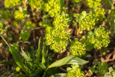 Sarı merkezli bir demet yeşil çiçek. Çiçekler bir tarlada ve çimlerle çevrili.