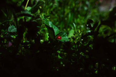 Koyu yeşil bir tarlada kırmızı bir uğur böceği bir yaprağın üzerinde oturuyor. Çevredeki küçük böceğe değil de küçük böceğe odaklandığı için görüntüde tuhaf ve gizemli bir his var.