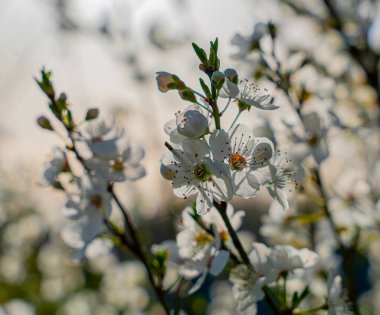 Üzerinde parlak bir güneş parlayan bir demet beyaz çiçeğin yakın çekimi. Çiçekler tamamen çiçeklenmiştir ve yeşil yapraklarla çevrilidir. Tazelik ve canlılık kavramı