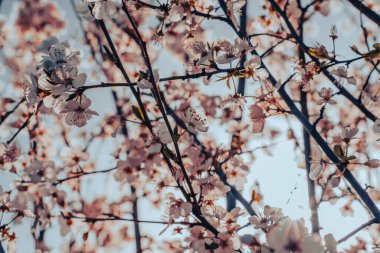 Ön planda pembe çiçekli bir ağaç var. Ağaç çiçeklerle doludur ve çiçekler çeşitli çiçek aşamalarındadır. Çiçekler tamamen açtığı için görüntüde huzurlu ve huzurlu bir hava var.