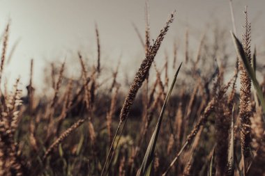 İçinde birkaç yabani ot olan uzun bir çim tarlası. Çimenler kahverengi ve kuru, otlar da kahverengi. Alan boş, ne insan ne de hayvan var. Manzara ıssız ve ıssız.