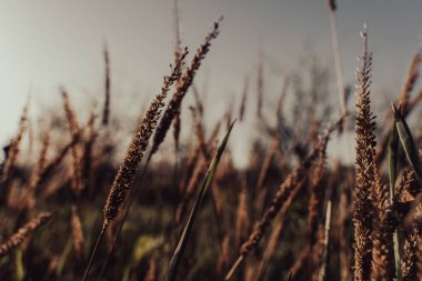 Arka planda birkaç ağaç olan uzun bir çim tarlası. Çimenler kahverengi ve kuru, görüntüye yalnızlık ve boşluk hissi veriyor.