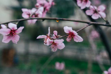 Resimde pembe çiçeklerin bir dalı gösteriliyor. Çiçekler tamamen çiçek açmış ve çok güzeller. Çiçekler doğal ortamda olduğu için görüntü huzurlu ve huzurlu bir ruh haline sahip.