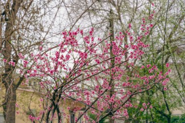 Pembe çiçekli bir ağaç parktadır. Çiçekler açıyor ve ağaç diğer ağaçlarla çevrili. Huzurlu ve huzurlu bir sahne.