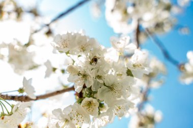 Beyaz çiçekli ve mavi gökyüzü olan bir ağacın yakın çekimi. Çiçekler tam çiçekleniyor ve güneş ışıldıyor.