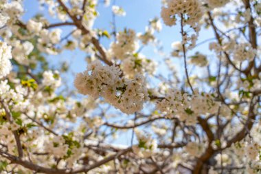 Beyaz çiçekli bir ağaç tam çiçeklenmiştir. Gökyüzü açık ve mavidir, ve güneş parlıyor. Sıcaklık ve mutluluk kavramı, çiçeklerin parlak renkleri gibi
