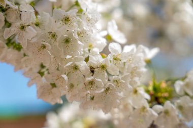 Üzerinde arı olan beyaz bir çiçek. Doğa ve sakinleri arasındaki güzellik ve uyum kavramı