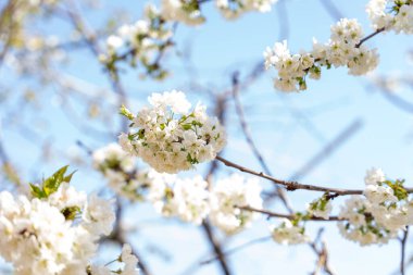 Beyaz çiçekli bir ağaç tam çiçeklenmiştir. Gökyüzü mavi ve berrak, ve güneş parlıyor. Tazelik ve yeni başlangıçlar kavramı, çiçekler tam çiçeklenirken