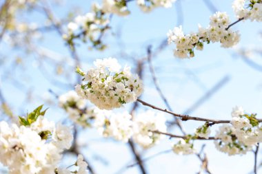 Beyaz çiçekli bir ağaç tam çiçeklenmiştir. Gökyüzü mavi ve berrak, ve güneş parlıyor. Çiçekler öyle bir düzenlenmiş ki sanki rüzgarda dans ediyorlarmış gibi.