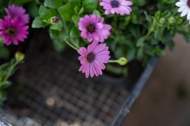 Siyah arkaplanı olan mor bir çiçeğin yakın çekimi. Çiçek görüntünün odak noktasıdır ve siyah bir çerçeveyle çevrilidir.