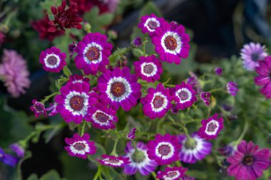 Beyaz merkezli bir demet mor çiçek. Çiçekler bir vazoda ve etrafları başka çiçeklerle çevrili.