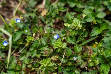Birkaç mavi çiçekli yeşil çimenlerin yakın çekimi. Çiçekler küçük ve çimenlerin her tarafına dağılmış.