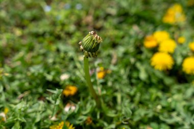 Çimen tarlasında küçük yeşil bir çiçek büyüyor. Çiçek tamamen açan sarı çiçeklerle çevrilidir. Huzurlu ve huzurlu bir sahne.