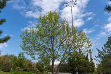 Yeşil yapraklı bir ağaç bir parktadır. Gökyüzü mavi ve bazı bulutlar var.