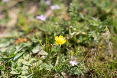 Yeşil çimenler ve diğer çiçeklerle çevrili sarı bir çiçek resmin ana odak noktasıdır. Doğal güzellik ve sükunet kavramı