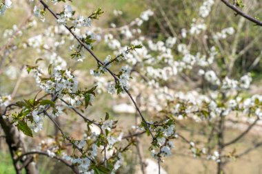 Ön planda beyaz çiçekli bir ağaç ve arkada bir nehir var. Resmin huzurlu ve huzurlu bir havası var.