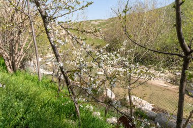 Arka planda çitleri ve ağaçları olan güzel bir nehir manzarası. Ağaçlar beyaz çiçeklerle dolu. Huzurlu ve huzurlu bir atmosfer yaratıyorlar.