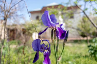 A purple flower with a green stem is in a field. The flower is surrounded by grass and trees clipart